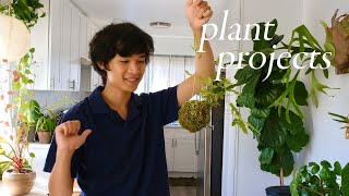 My Creative Plant Projects | how i keep plants exciting