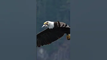 Can an eagle swallow a fish while flying? #bird #eagle #ginaf  glad I’m not a fish!