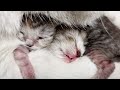 Смешные позы сна у маленьких котят 😴😊
