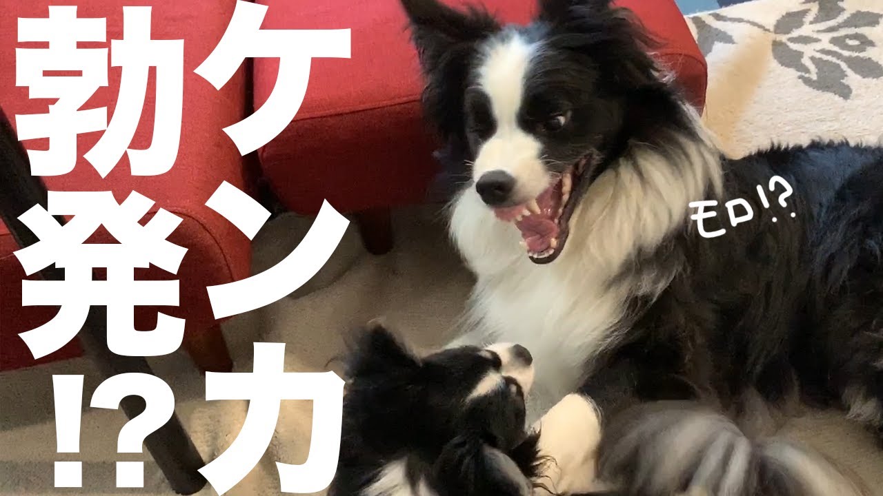 犬の戦 チワワに手加減して戦ってあげるボーダーコリーがかわいい Youtube