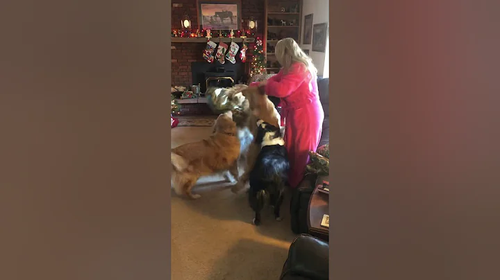 A Golden Retriever Christmas