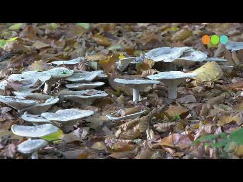 Video: Herfst Chrysanten Transplantatie