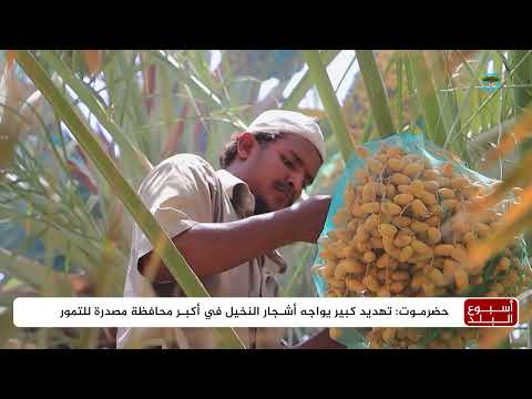 حضرموت: مزارعون يواجهون تحديات تهدد زراعة النخيل والتمور