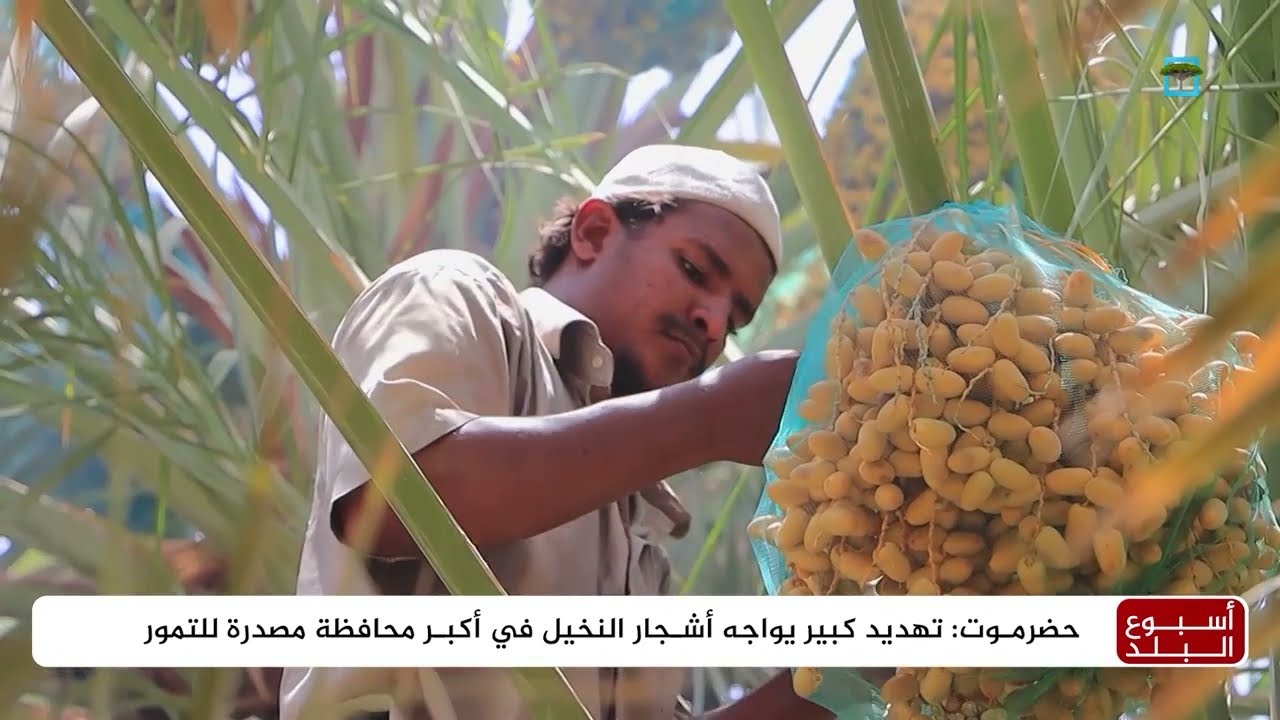 هل تنقرض النخيل من أكبر محافظة مصدرة للتمور في اليمن؟