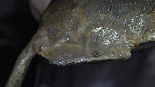 Strange Alien-Like Aquatic Frog From The Amazon Rainforest With