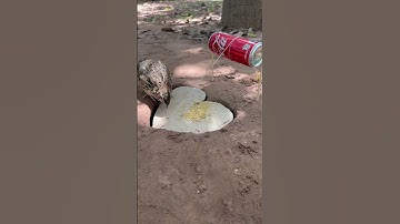 creative diy bird trap using Bottle Coca Cola #shorts