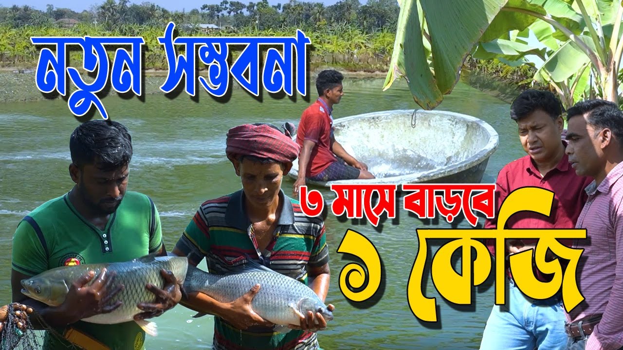 মাছ চাষে নতুন এক সম্ভবনা। এক মাসে বাড়বে ৩৩০ গ্রাম। ৩০ বিঘা পুকুরে মাছ চাষের সফল নাটোরের মোবারক