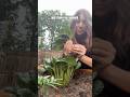 Call me #popeye as I harvest my #spinach! #backgarden #backyardsalad #gogreen #harvestingspinach