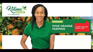 видео: Сельское хозяйство и бизнес | Фермерство Pixie Orange картинка: Сельское хозяйство и бизнес | Фермерство Pixie Orange