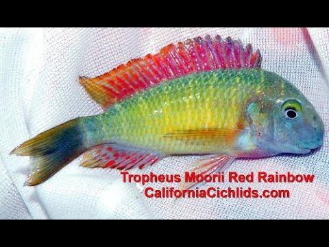 CaliforniaCichlids com MARCH 19, 2020 Unpacking 30 of fish - YouTube