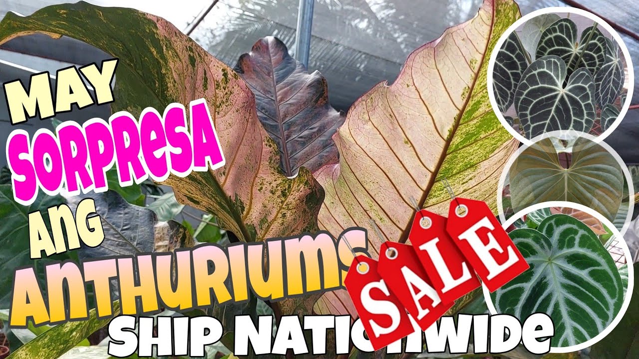 May Sorpresa sa Anthuriums! #anthurium #plants #seeds #sale #investment #houseplants