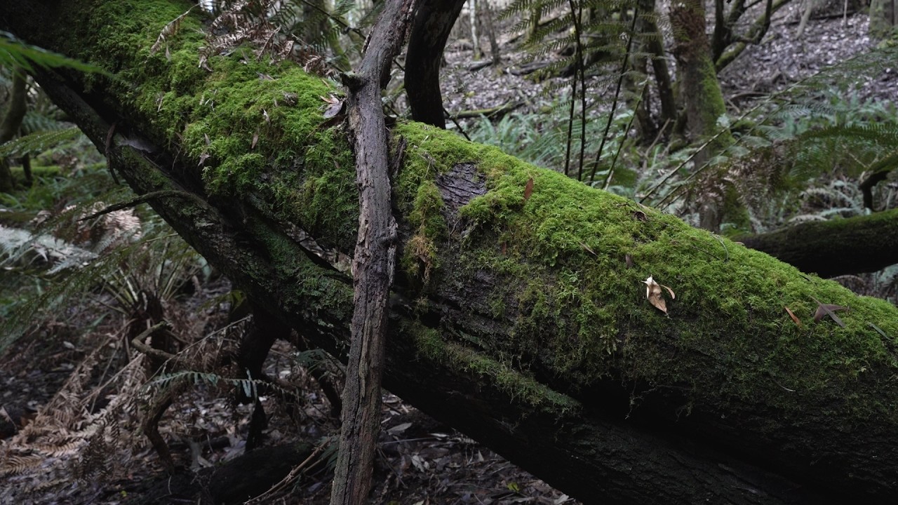 Gondola Wish - Waves