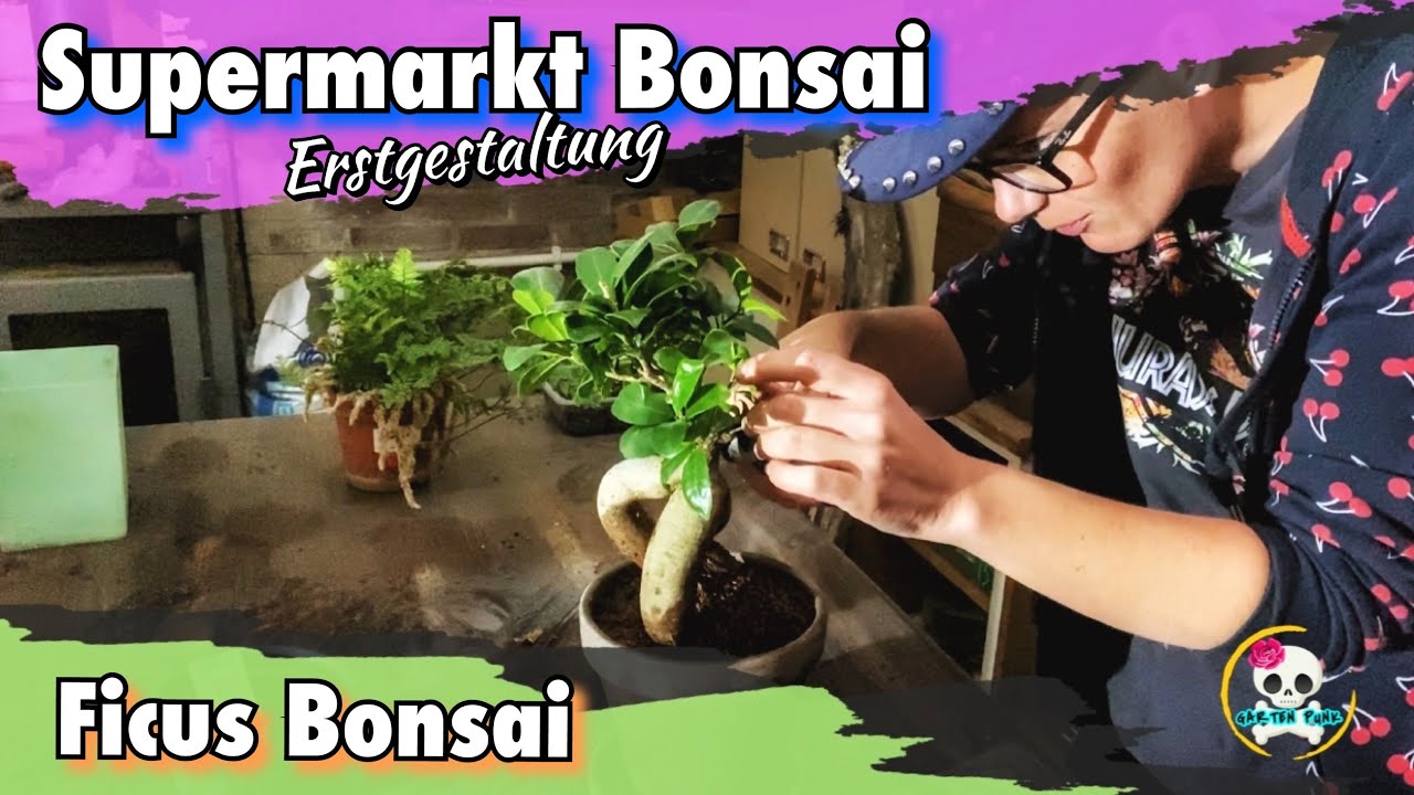 Supermarkt Bonsai | Ficus Bonsai (Lidl Bonsai) Zimmerbonsai | Bonsai selber  machen, fr unter 5