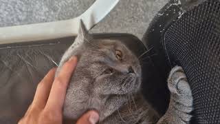 Cute British Shorthair Cat Position by Mochi The Boy 184 views 1 month ago 1 minute, 32 seconds