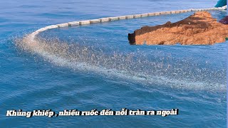 Khủng khiếp Đánh một phát 4 tấn , ruốc tràng ra ngoài đỏ nước | Vietnamese fishermen catch seafood