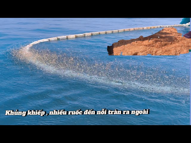 Khủng khiếp Đánh một phát  4 tấn , ruốc tràng ra ngoài đỏ nước | Vietnamese fishermen catch seafood class=