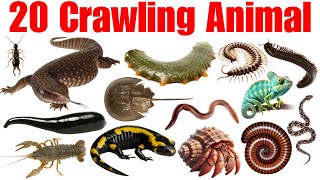 🐍🦀 20 Crawling Animals Names \& Qualities in English | Kids Learning Video | Educational Video 2025