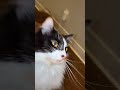 Cat reaction 🐱 #majed #reaction #猫 #锐舞 #meme
