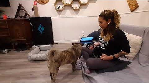 Exercise 7.5- Use a Target to Teach a New Behavior- Daniella and Carl