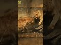 عندما يسقط الملك الأسد ضد الضبع حيوانات أسد لبؤة ضبع ضباع أسود البرية حالحيوان الغابة 