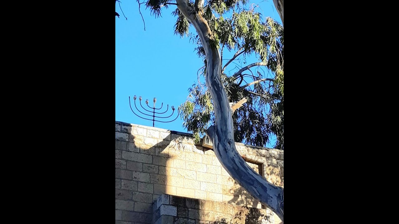 "Старый эвкалипт" - стихи о войне и мире, о любви и вечности в ...