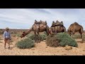 Walking conversation with camels in training