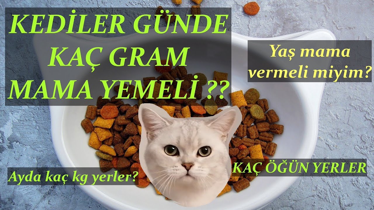 Kediler Gunde Kac Gram Kuru Mama Yemeli Yas Mama Vermeli Miyiz Youtube