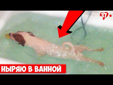 DOGVLOG. Собака чуть не утонула в ванне. Джек Рассел Терьер Локи БОБО. 037 серия.