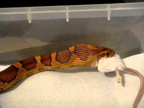 serpentor My Cornsnake Molly close up feeding 10-12-11