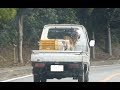 なんと軽トラの荷台にヤギが！絶妙なバランスで乗車中！