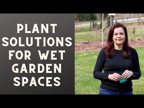 Wideo: Problemy w nadmorskim ogrodzie - Jak radzić sobie z problemami w nadmorskim ogrodnictwie