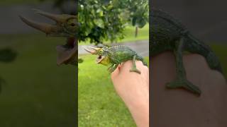awesome awesome awesome Jackson’s chameleons 😛