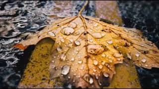 Abdulla Gardi .Gwem Le Bgra