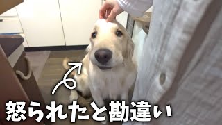 怒られたと勘違いして落ち込む愛犬が可哀想すぎるww