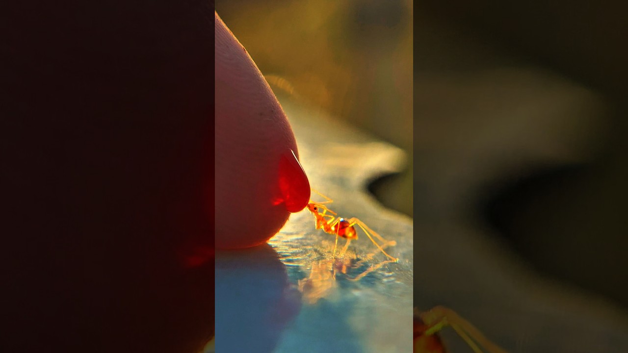 Sharing red syrup with red ants that look amazing while eating #timelapse #nature #shorts