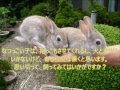 うさぎ なつく 種類 228406-��さぎ なつく 種類