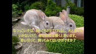 うさぎ なつく 種類 Youtube うさぎ なつく 種類 Youtube