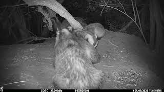 New Forest Explorers Guide - Badgers and badger cubs, videos from 7th May, 2022 onwards