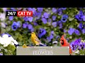 24/7 LIVE Cat TV for Cats to Watch 😻 Relaxing Song Birds Singing No Ads