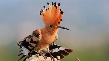 سورة النمل ⁦❤️⁩ تقليد القارئ إسلام صبحي 🤩🤩🤩