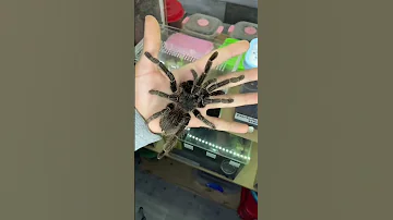 عنكبوت صغير يتحول إلي عنكبوت عملاااق 