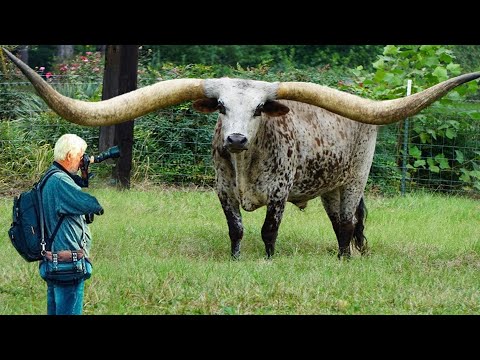 Vídeo: Os novilhos têm chifres?