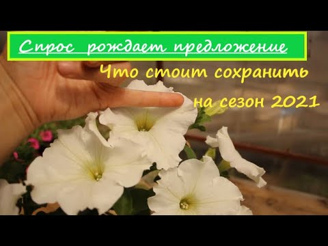 Собираю Маточник - 2021. Что продалось, а что нет. Сортировка и промежуточные выводы.