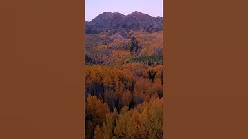 Fun Fact: This aspen grove in Colorado is one of the largest living organisms in the world!