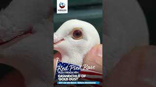 NL 25 1100424 Pigeon will be sold on https://bestpigeons.com/