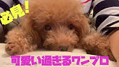 子犬 鳴き声 トイプードル 子犬 鳴き声 トイプードル