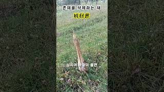 비터른 / Bittern / 존재삭제 새 / 지식홈런