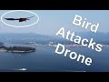 DJI Mini 2 Attacked by Bird