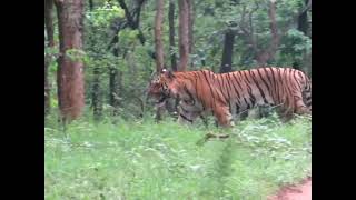 Tiger 😲 | Morfata Dargah Sakhi Peer R.A | All Qawwali Status