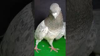 BHURE BAJRE KABOOTAR  JAIPUR TONK PIGEON